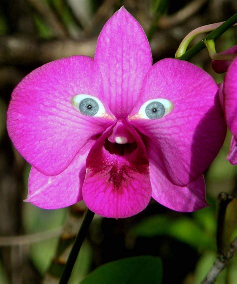 weirdest flower names